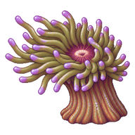 Bulb Tentacle Sea Anemone