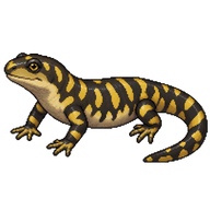 Barred Tiger Salamander