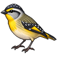 Striated Pardalote