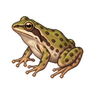 Boreal Chorus Frog