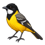 Golden Whistler