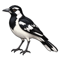 Magpie-lark