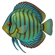 Green Discus