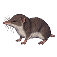 Northern Short-tailed Shrew