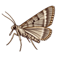 Narrow-winged Grey