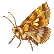 Golden Twin-Spot