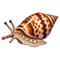 Mediterranean Cone Snail