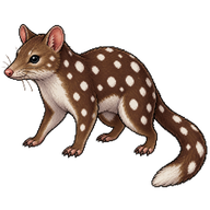 Eastern Quoll