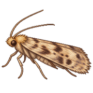 Brown House Moth