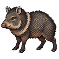 Collared Peccary