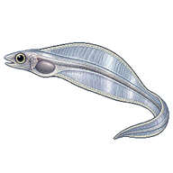 American Eel Leptocephalus Larva