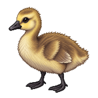 Canada Goose Gosling