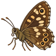 Speckled Wood