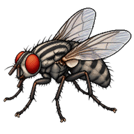 Grey Flesh Fly