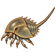 Atlantic Horseshoe Crab Trilobite Larva