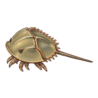 Atlantic Horseshoe Crab Juvenile