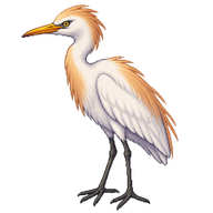 Western Cattle Egret