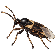 Common Flower Bug
