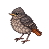 Black Redstart Hatchling