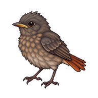 Black Redstart Nestling