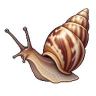 West Indian Bulimulus