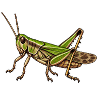 Slender Green-winged Grasshopper