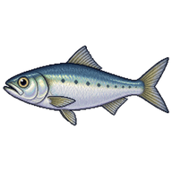 Round Sardinella