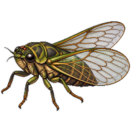 Tibicen Cicada