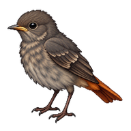 Black Redstart Fledgling