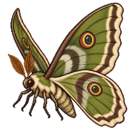 Giant Silkworm Moth