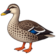 Indian Spot-billed Duck