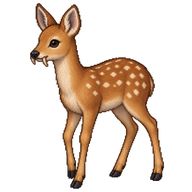 Chinese Water Deer Fawn