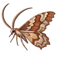 Long-horned Flat-body