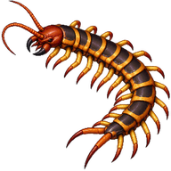Megarian Banded Centipede