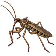 Field Damsel Bug