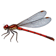 Small Red Damselfly