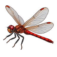 Ruby Meadowhawk