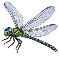 Canada Darner