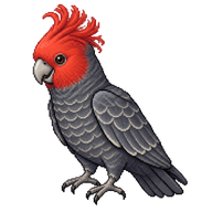 Gang-gang Cockatoo