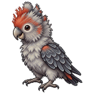 Gang-gang Cockatoo Chick