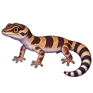 Texas Banded Gecko
