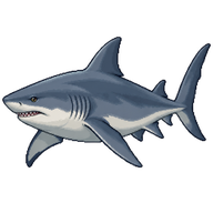 Bull Shark