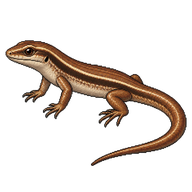 Little Brown Skink