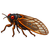 13-Year Cicada