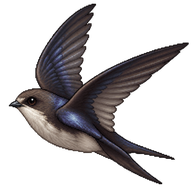 Glossy Swiftlet