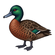 Chestnut Teal