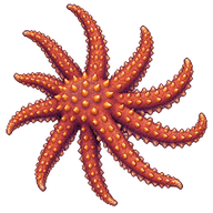 Eleven-armed seastar