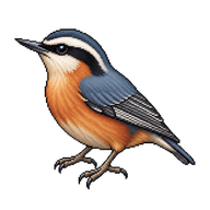 Red-breasted Nuthatch