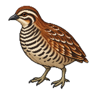 Barred Buttonquail