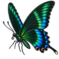 Peacock Swallowtail